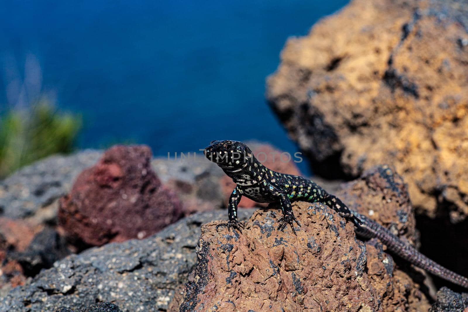 Close up of the filfola lizard or Maltese wall lizard on the lava stone of Linosa, Pelagie island. Sicily