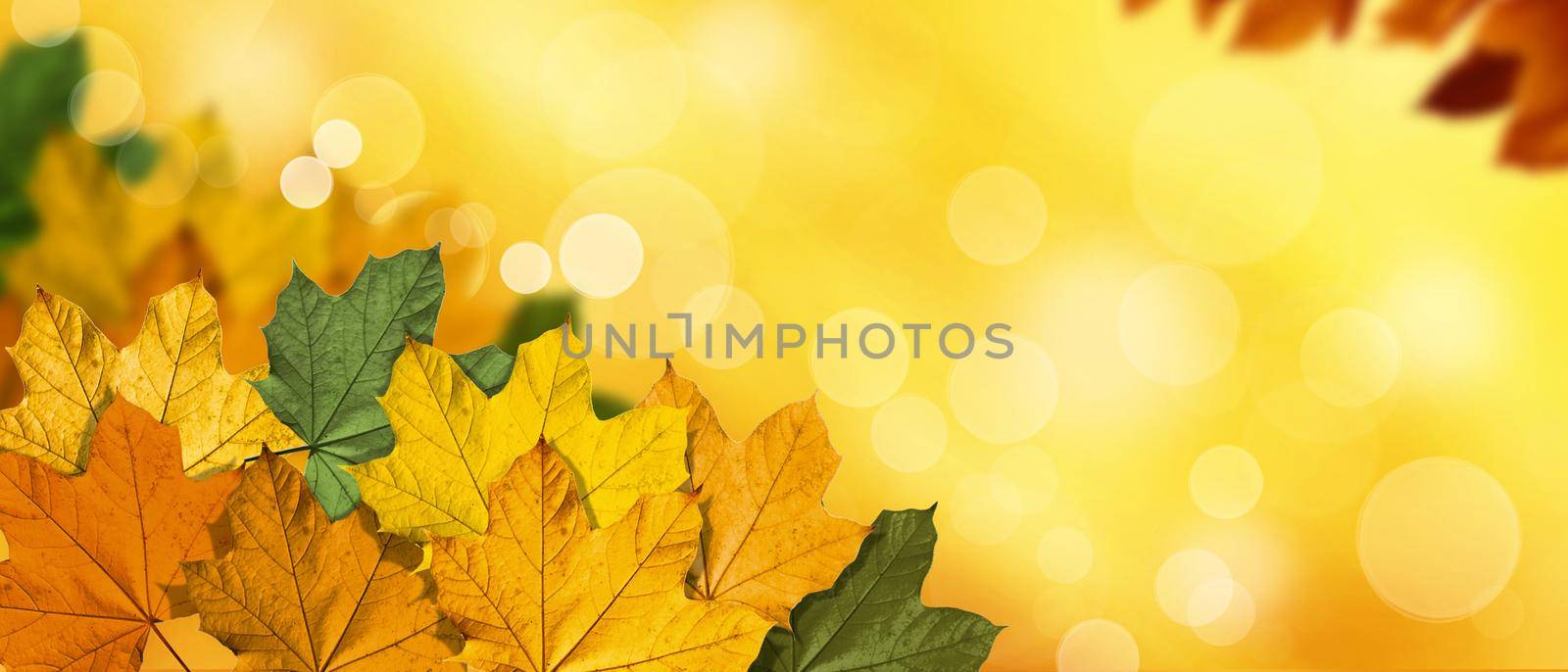 Colorful bright leaves falling in autumnal park. by Taut