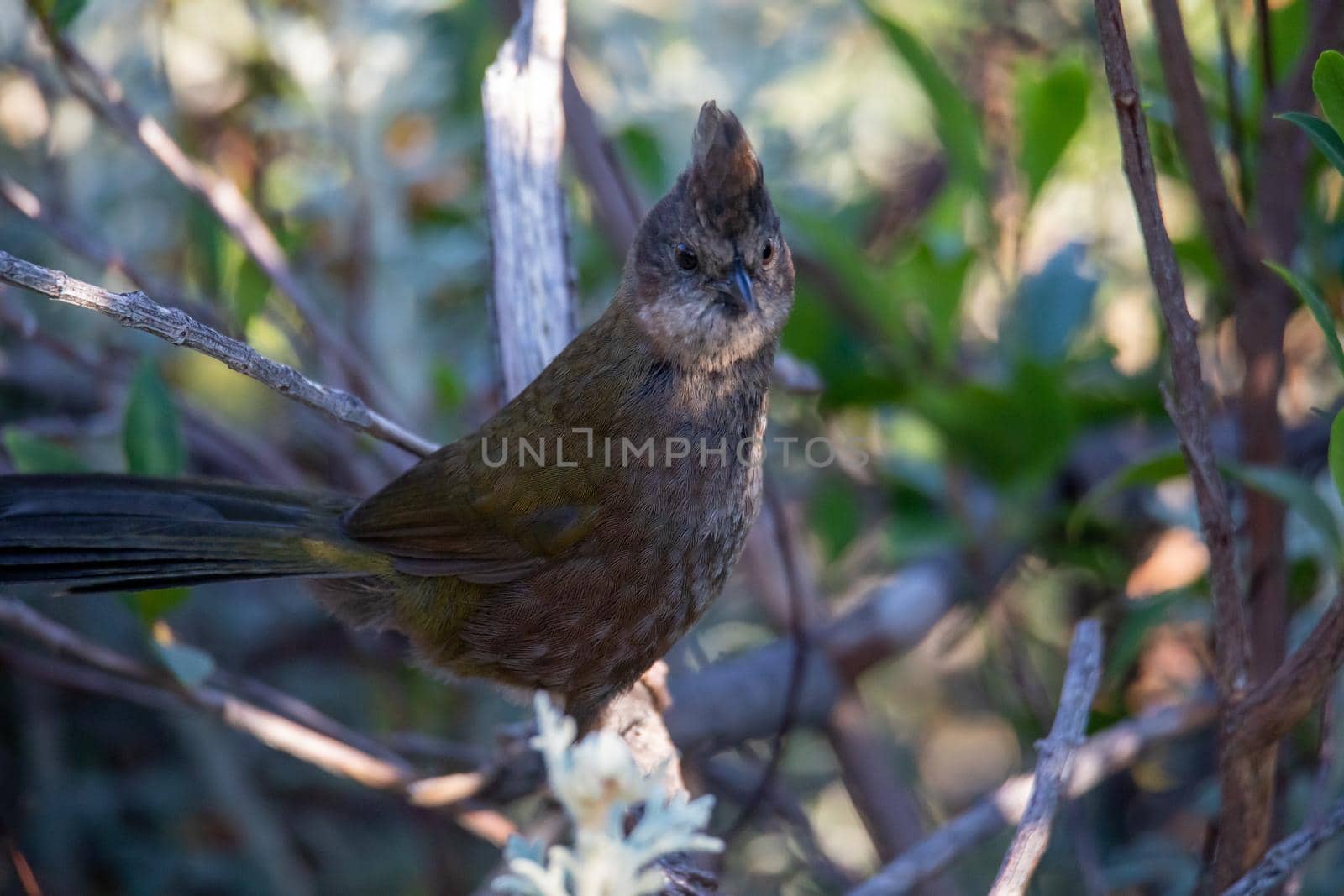 the eastern whipbird is perched on a bush by braydenstanfordphoto