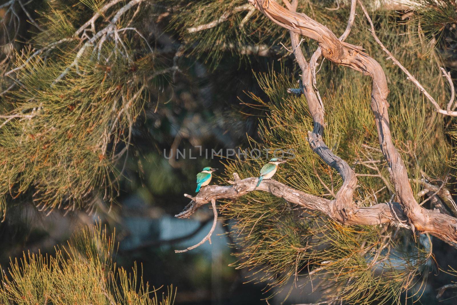 Two Sacred Kingfisher Perched in a Tree by braydenstanfordphoto