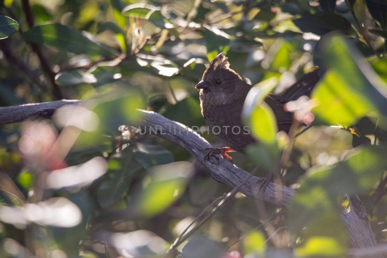 the eastern whipbird is perched on a bush by braydenstanfordphoto