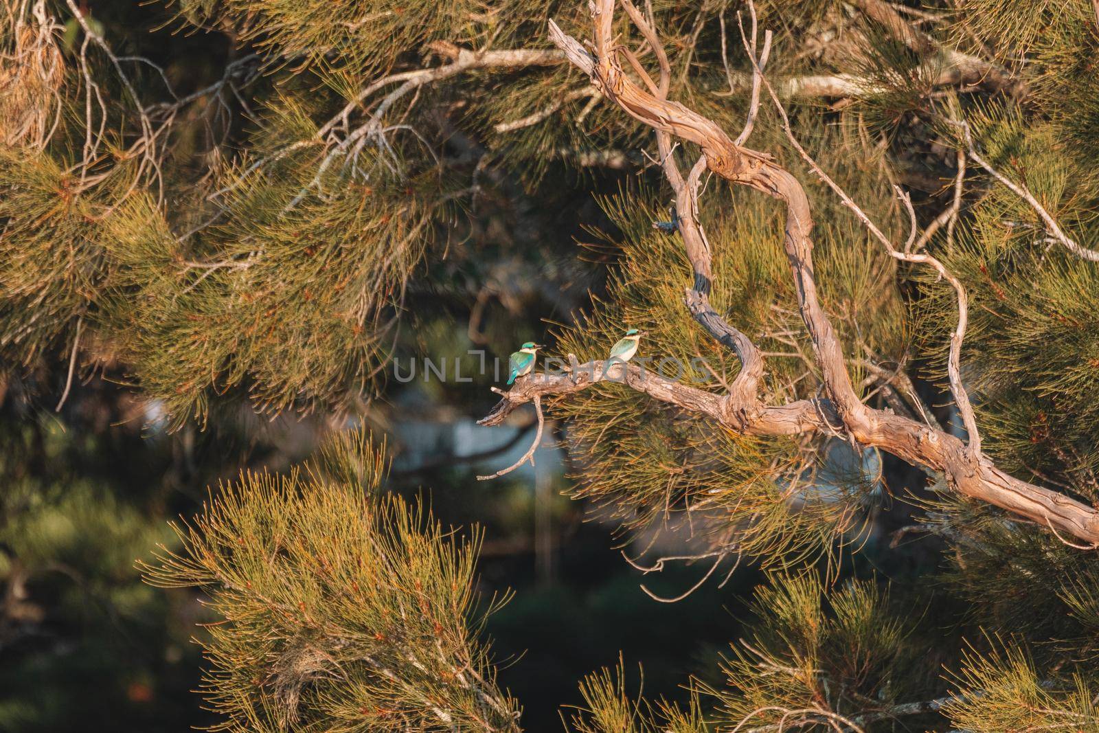 Two Sacred Kingfisher Perched in a Tree by braydenstanfordphoto