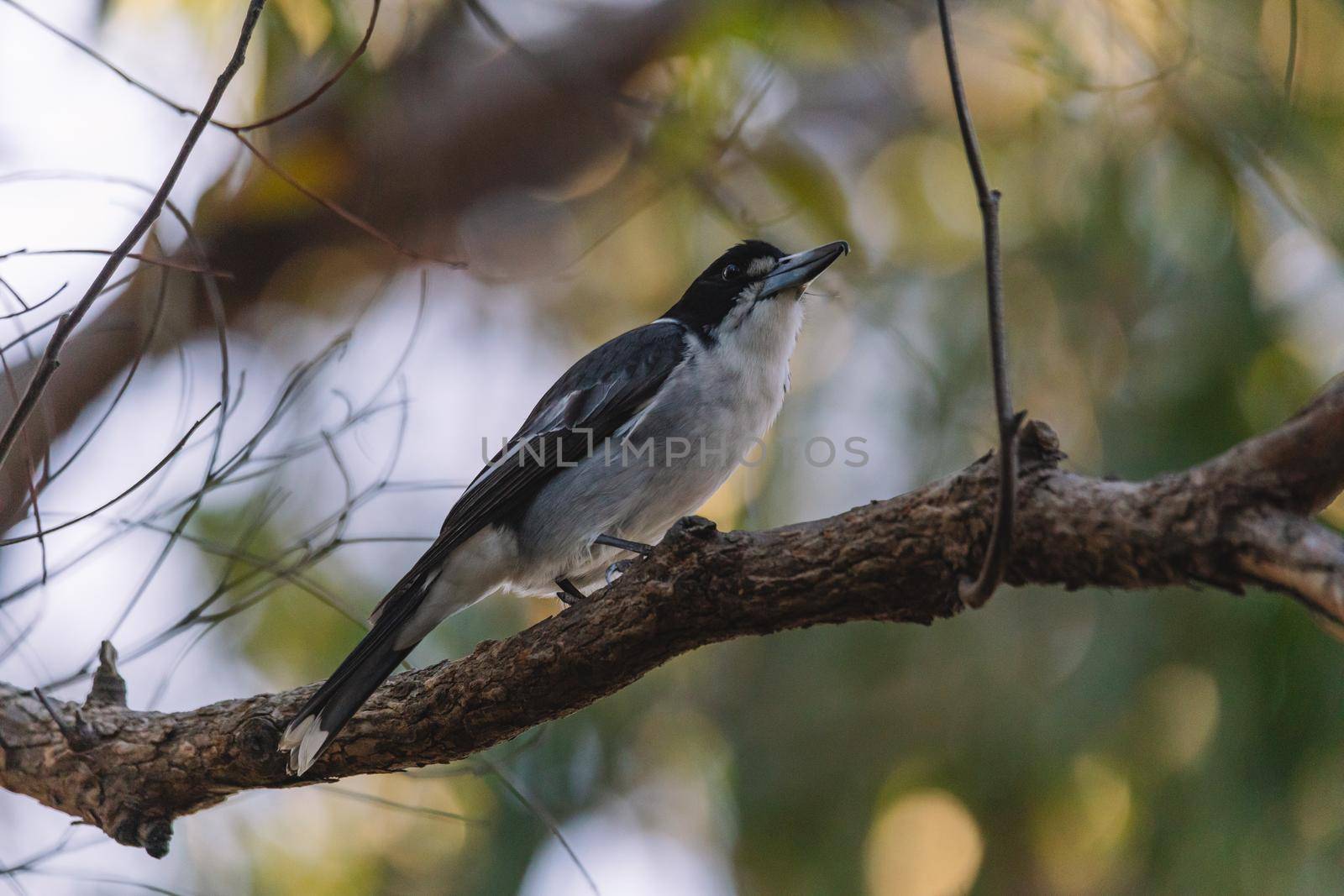 Australian Grey Butcherbird resting on branch by braydenstanfordphoto