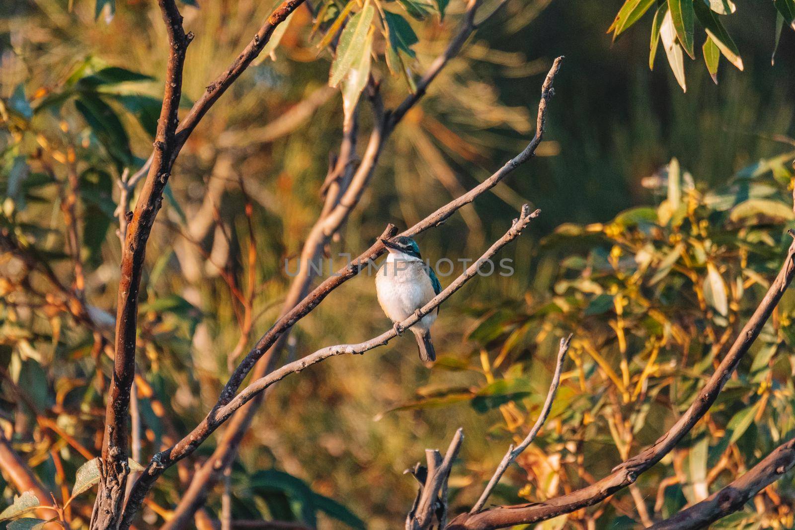 Sacred Kingfisher Perched in a Tree NSW by braydenstanfordphoto