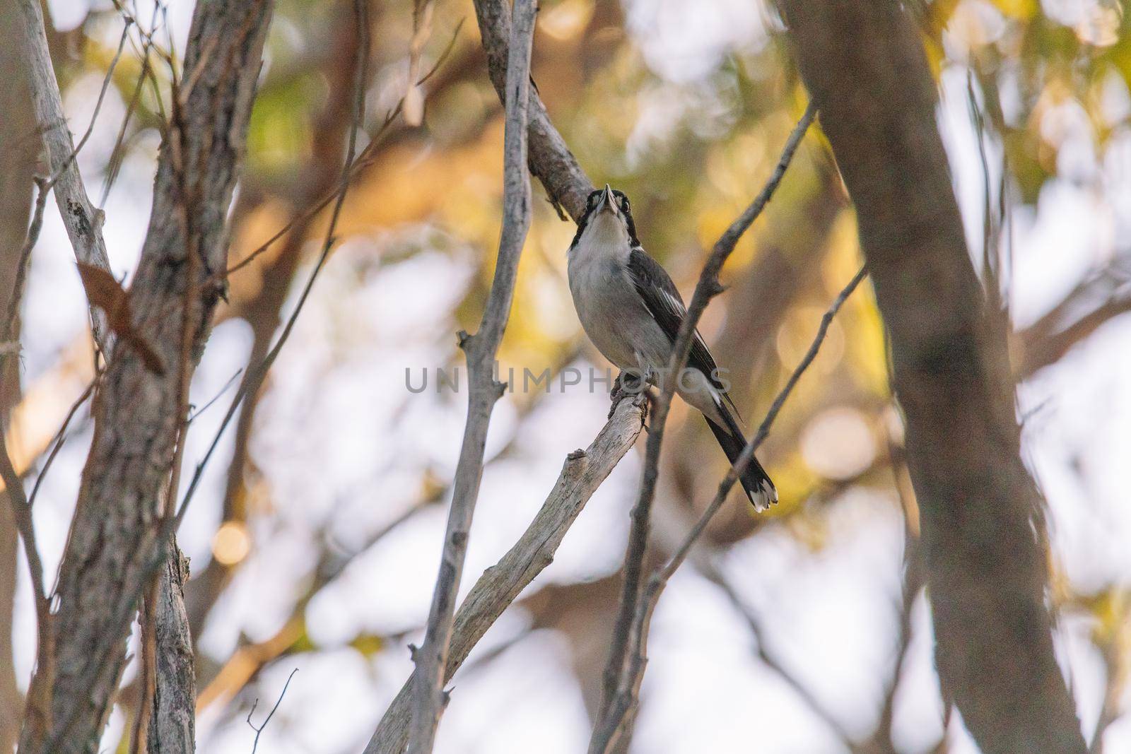 Australian Grey Butcherbird resting on branch. High quality photo