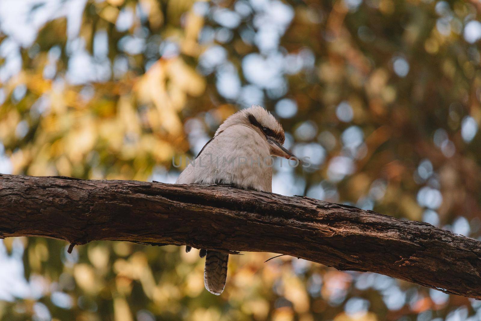 Laughing Kookaburra perched on tree branch by braydenstanfordphoto