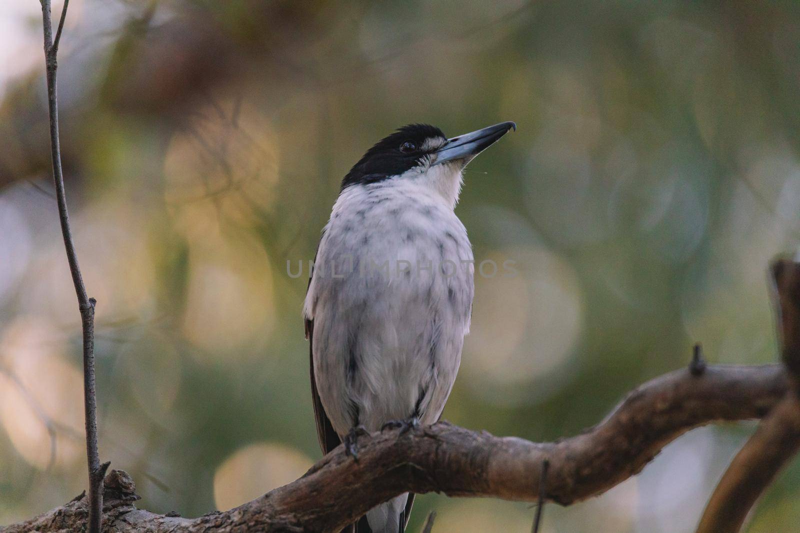 Australian Grey Butcherbird resting on branch by braydenstanfordphoto