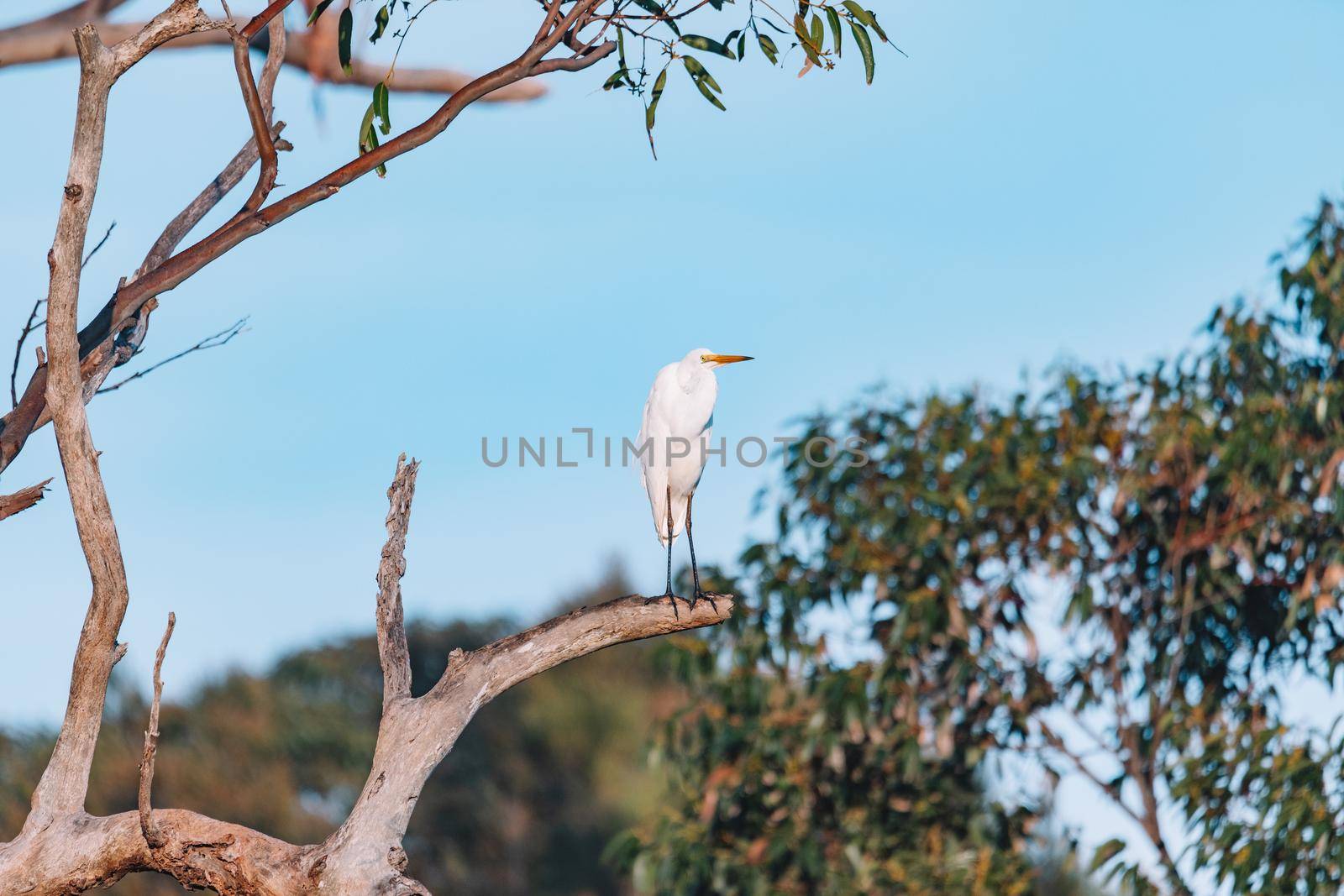 A Great Egret resting in the tree by braydenstanfordphoto
