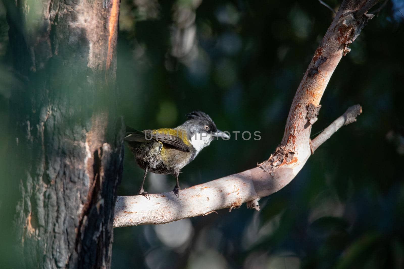 the eastern whipbird is perched on a bush. High quality photo