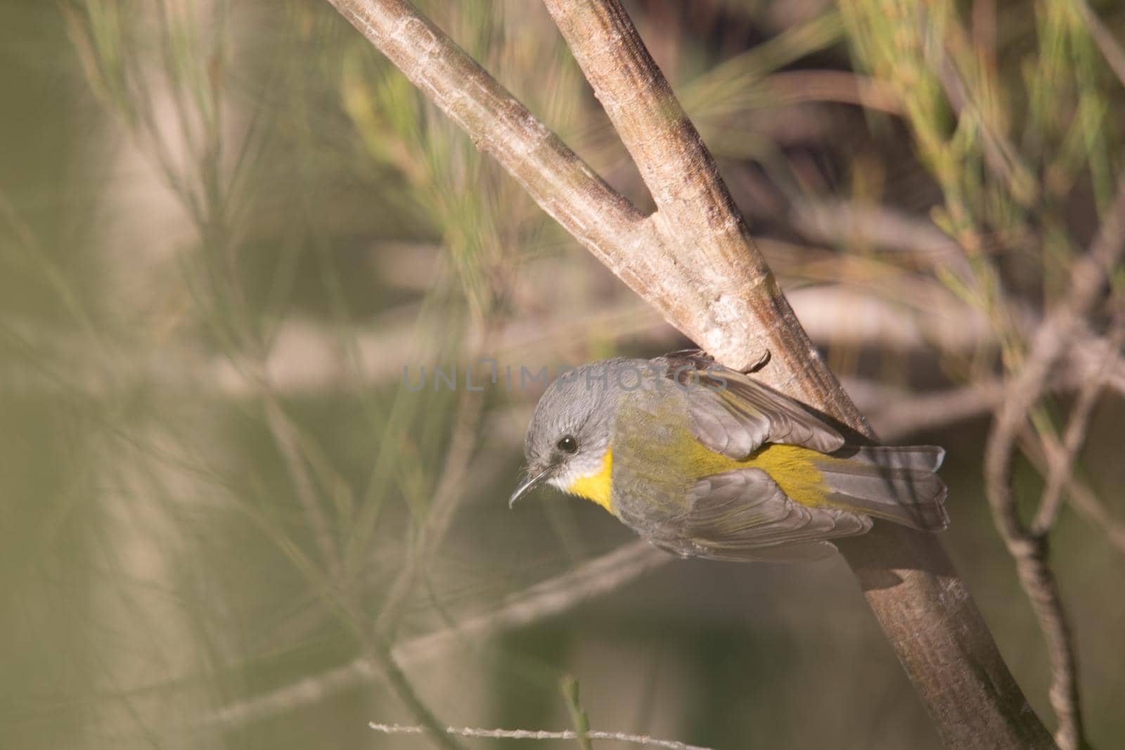 Eastern yellow breasted robin perched in a tree in the forest by braydenstanfordphoto