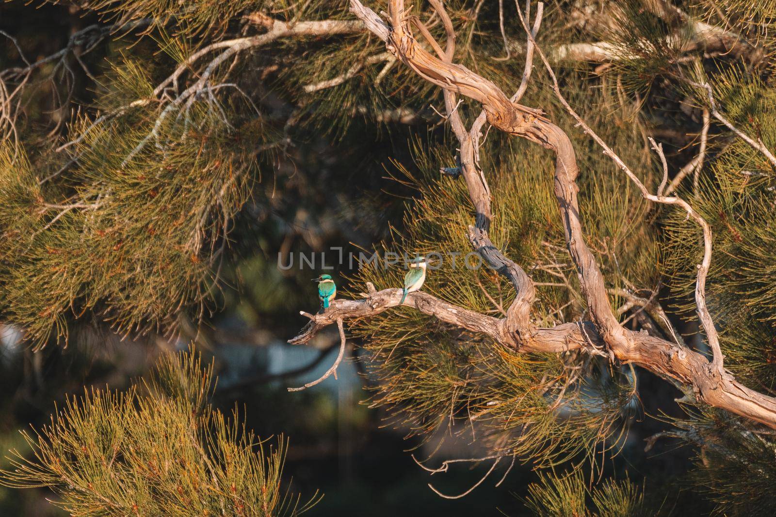 Two Sacred Kingfisher Perched in a Tree by braydenstanfordphoto