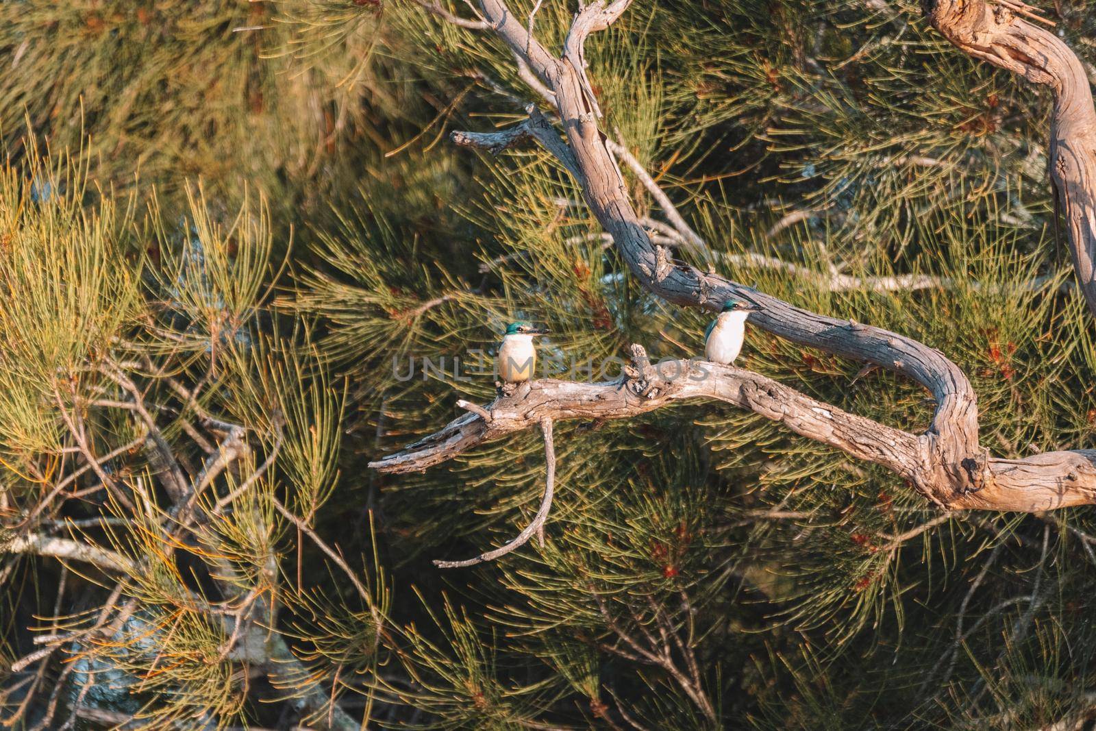 Two Sacred Kingfisher Perched in a Tree by braydenstanfordphoto
