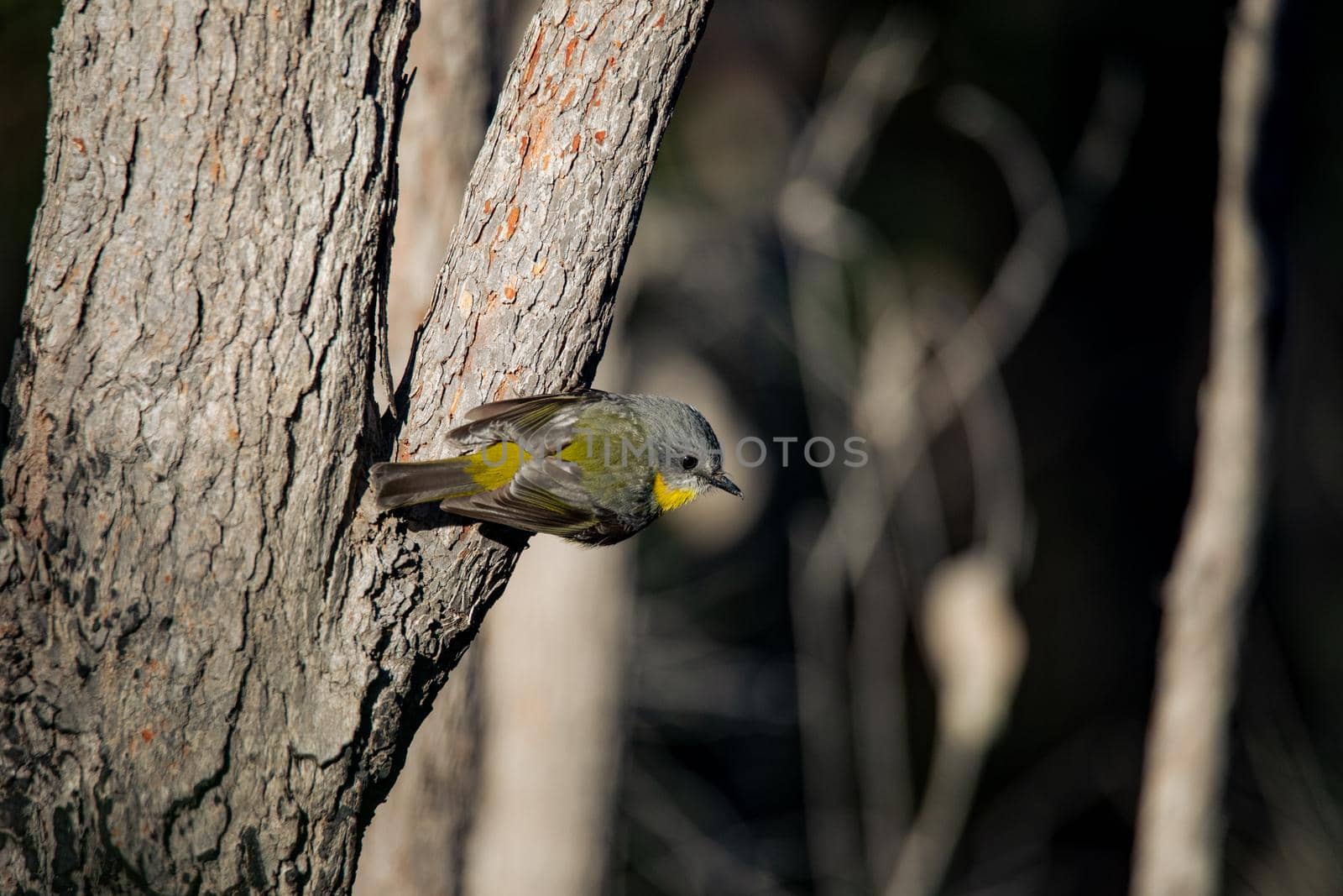 Eastern yellow breasted robin perched in a tree in the forest. High quality photo