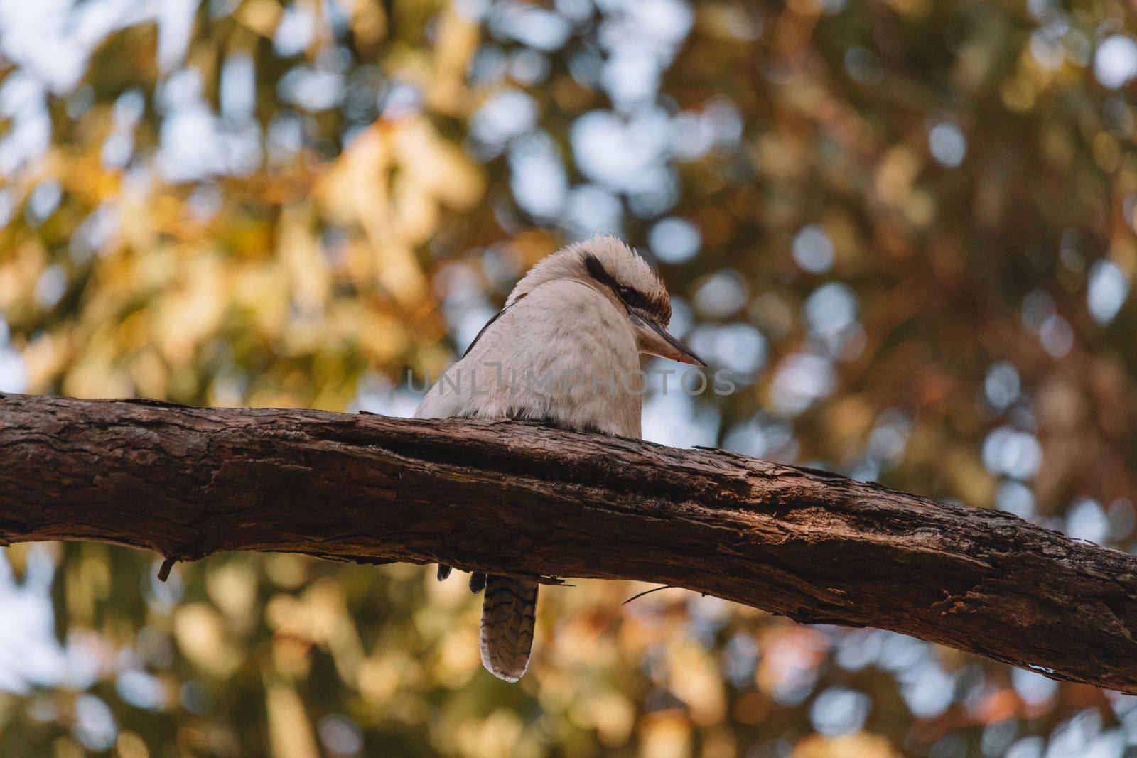 Laughing Kookaburra perched on tree branch. High quality photo