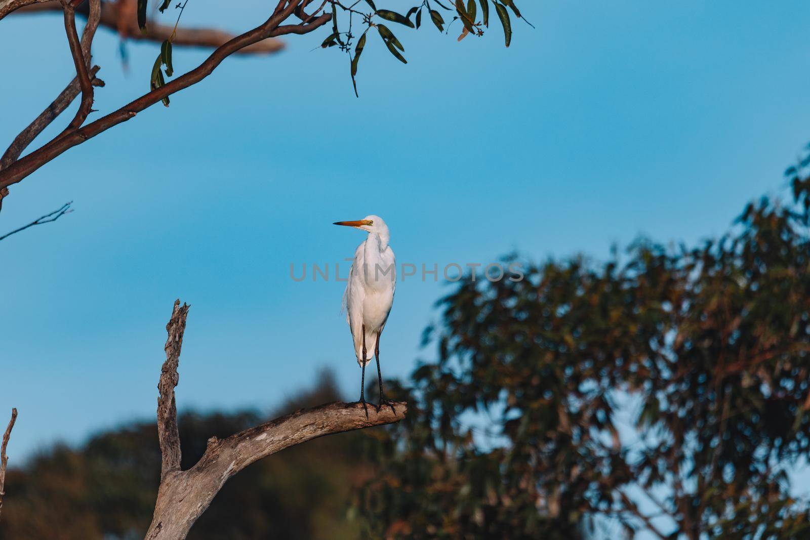 A Great Egret resting in the tree by braydenstanfordphoto