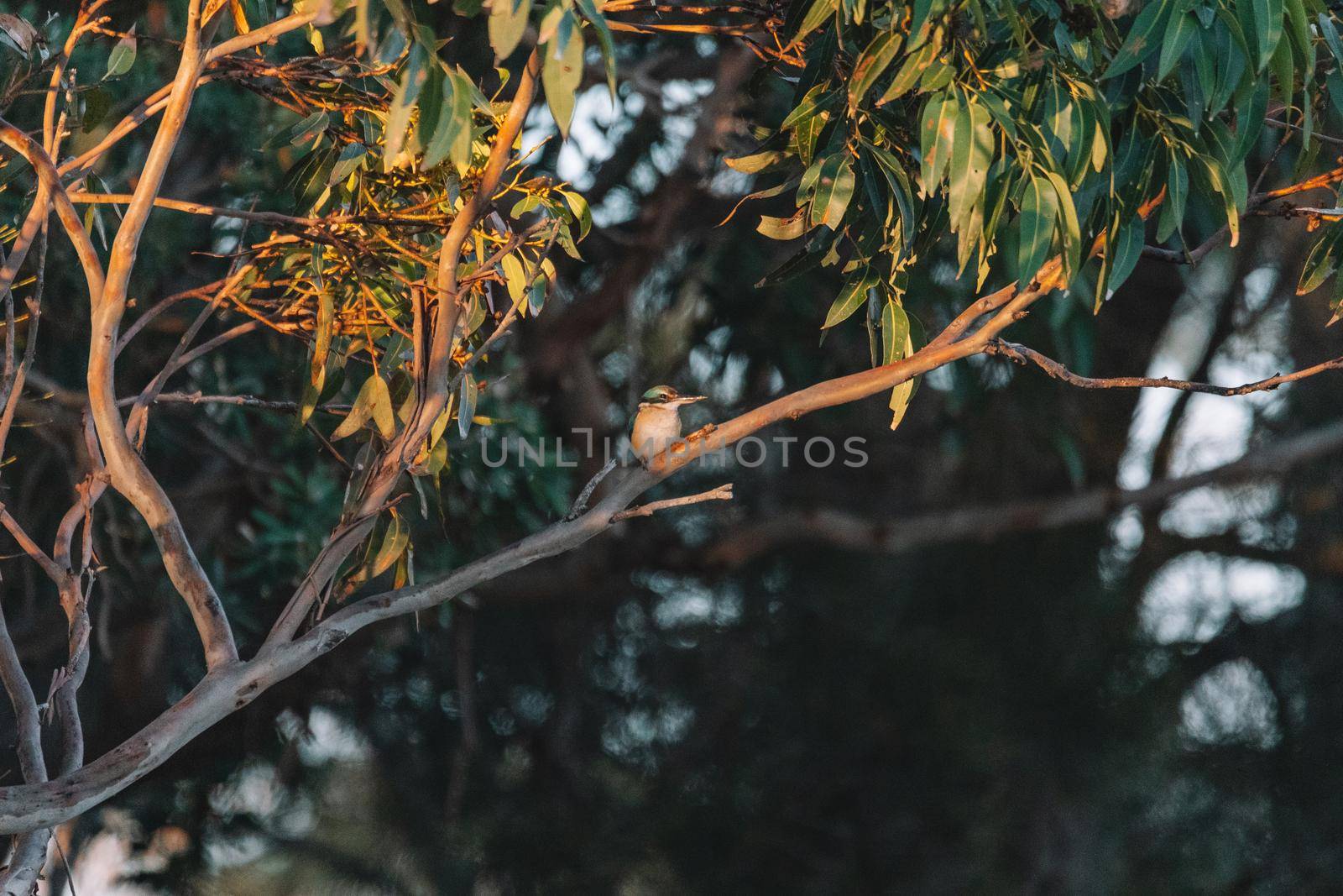 Sacred Kingfisher Perched in a Tree NSW by braydenstanfordphoto