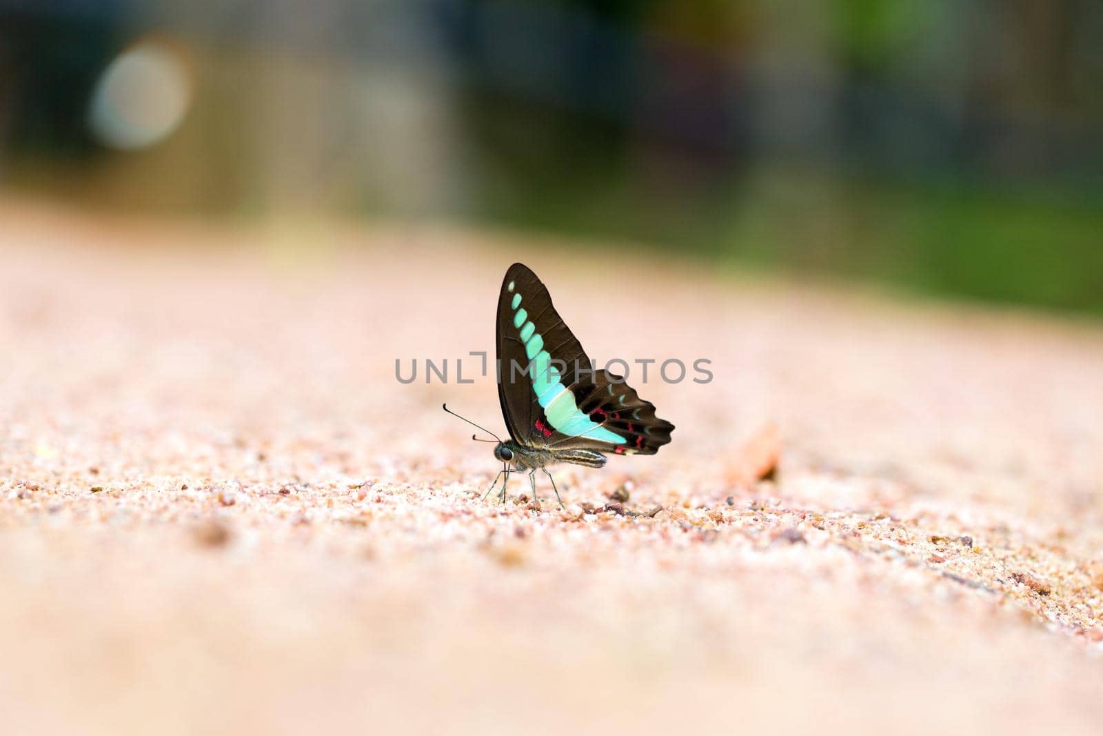 Butterfly common jay eaten mineral on sand.