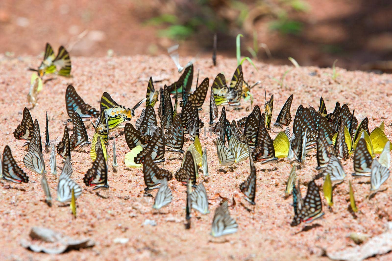 Group of butterflies common jay eaten mineral on sand.