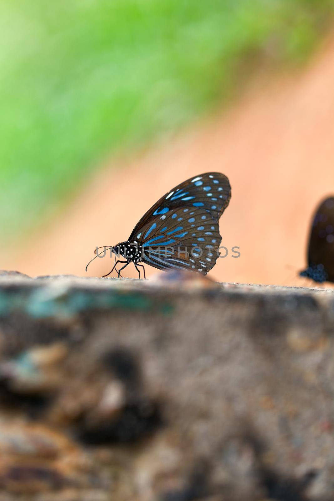 Butterfly Dark blue tiger. by jayzynism