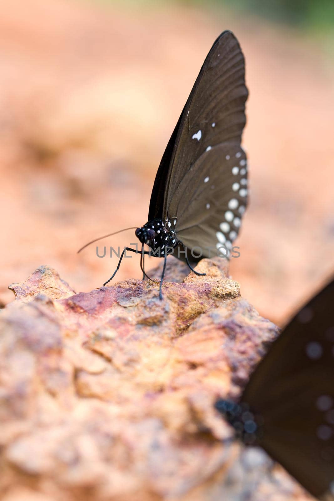 The Butterfly "Common Crown" eaten mineral on sand.