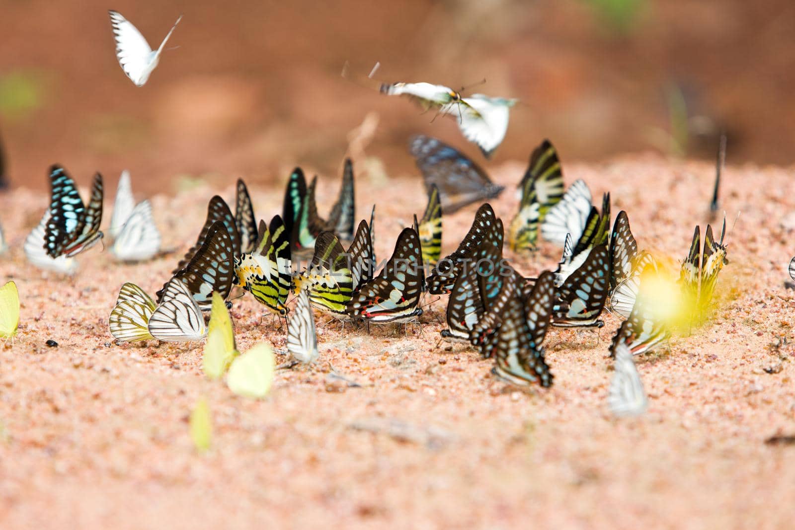 Group of butterflies common jay eaten mineral on sand. by jayzynism