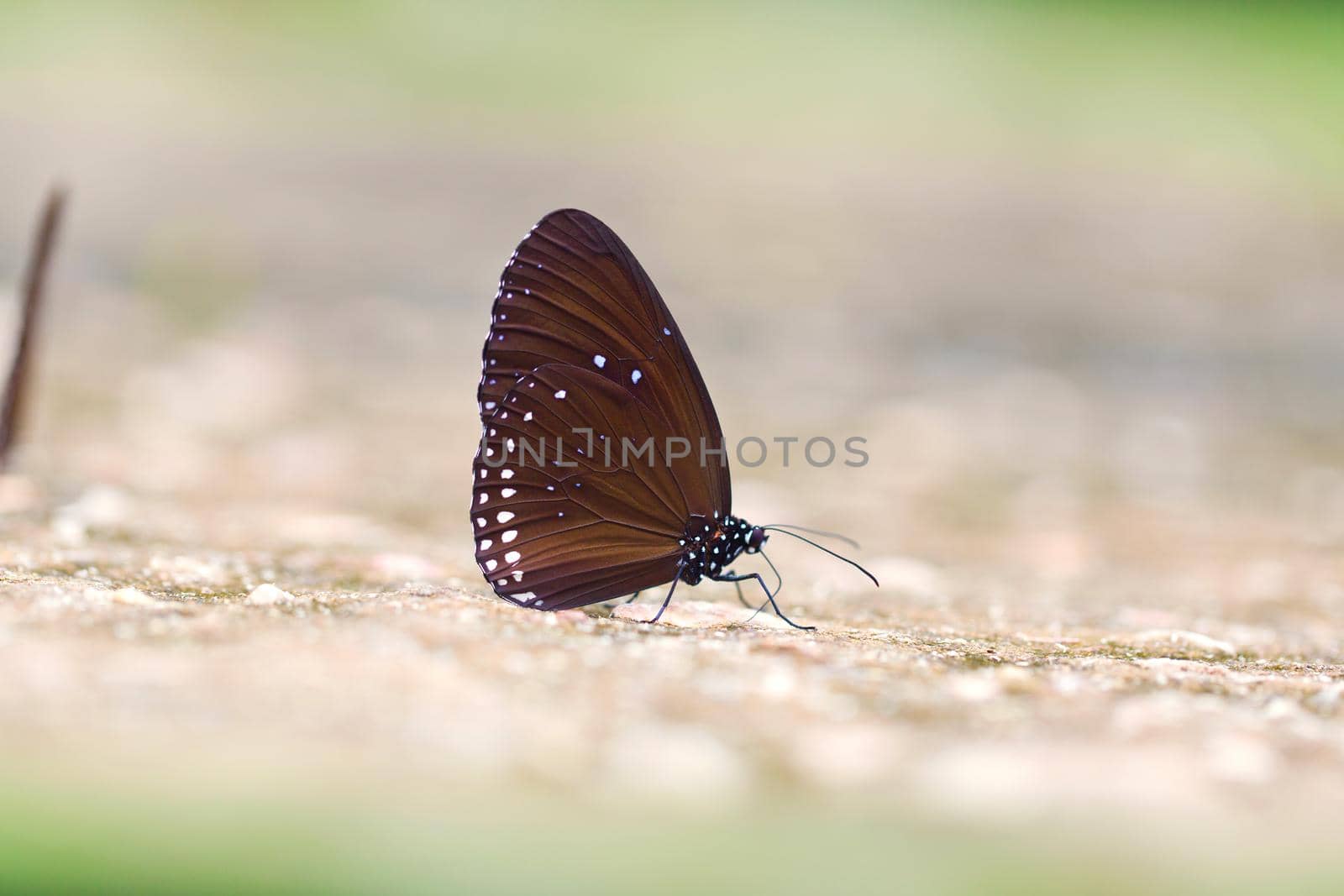 Butterfly : Common Crow in natural park.