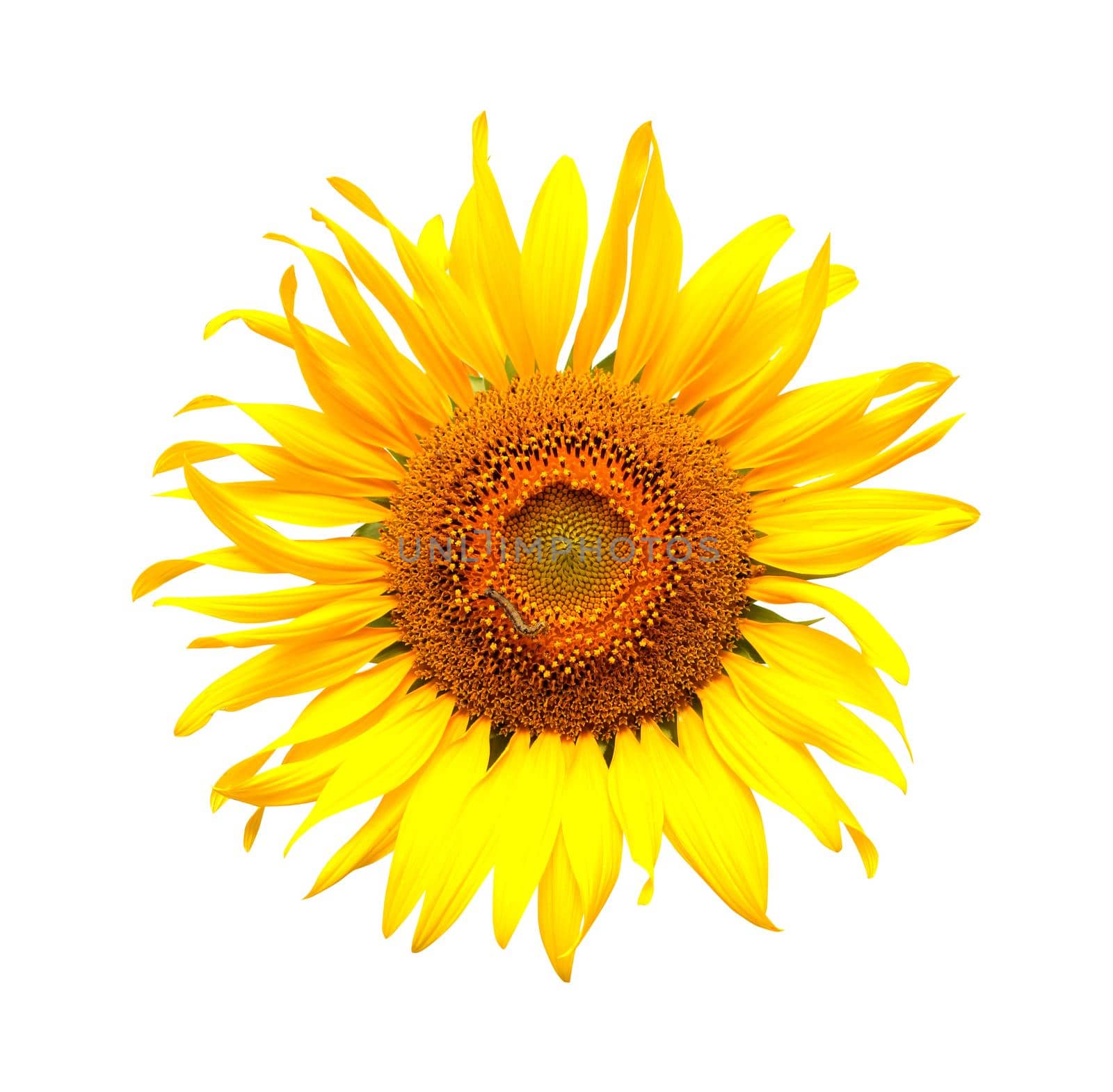 Sunflower isolated on white background. by jayzynism