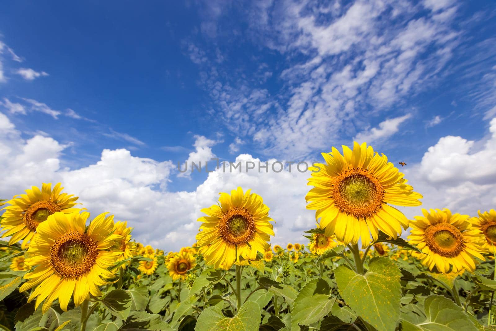 Field sunflowers on the blue sky.