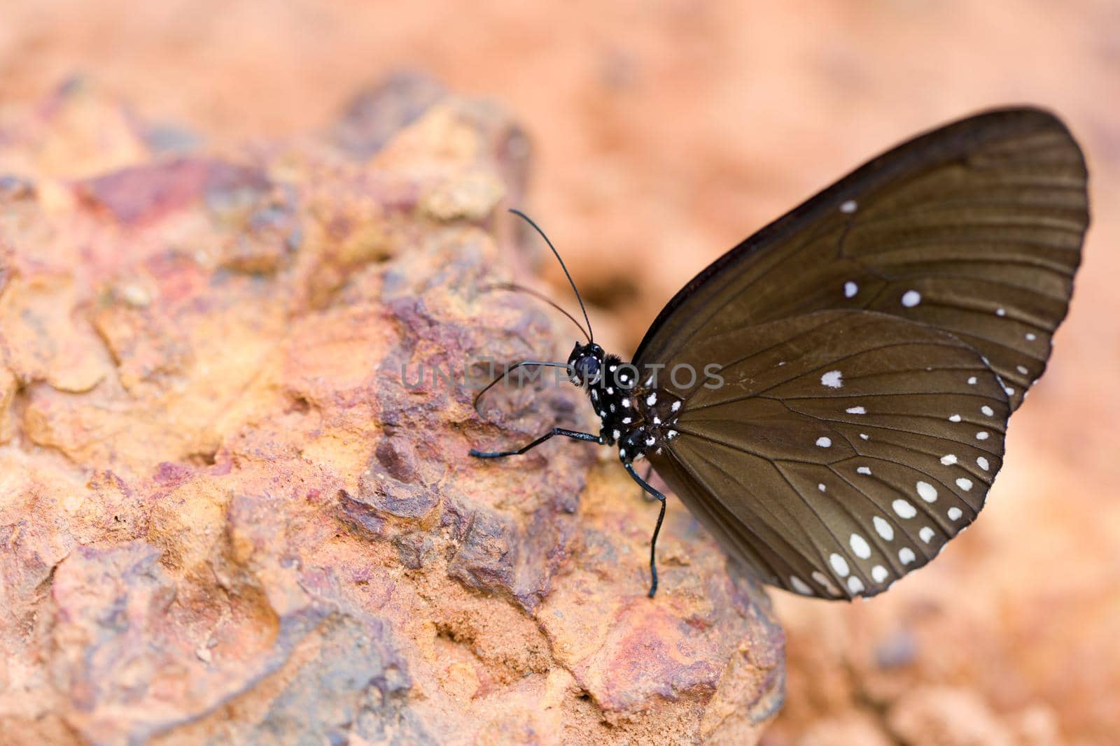 The Butterfly "Common Crown" eaten mineral on sand.