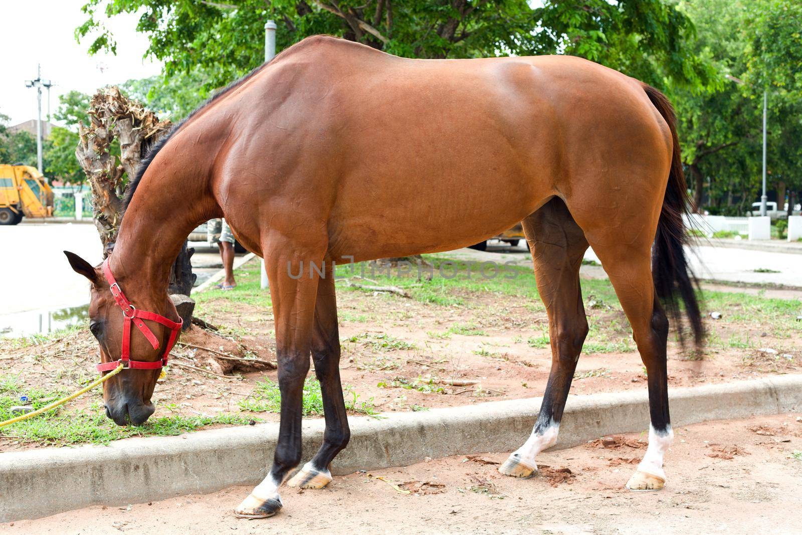 Nakhonratchasima, THAILAND - July 30, 2015 : Horse race eat grass for gather energy. by jayzynism