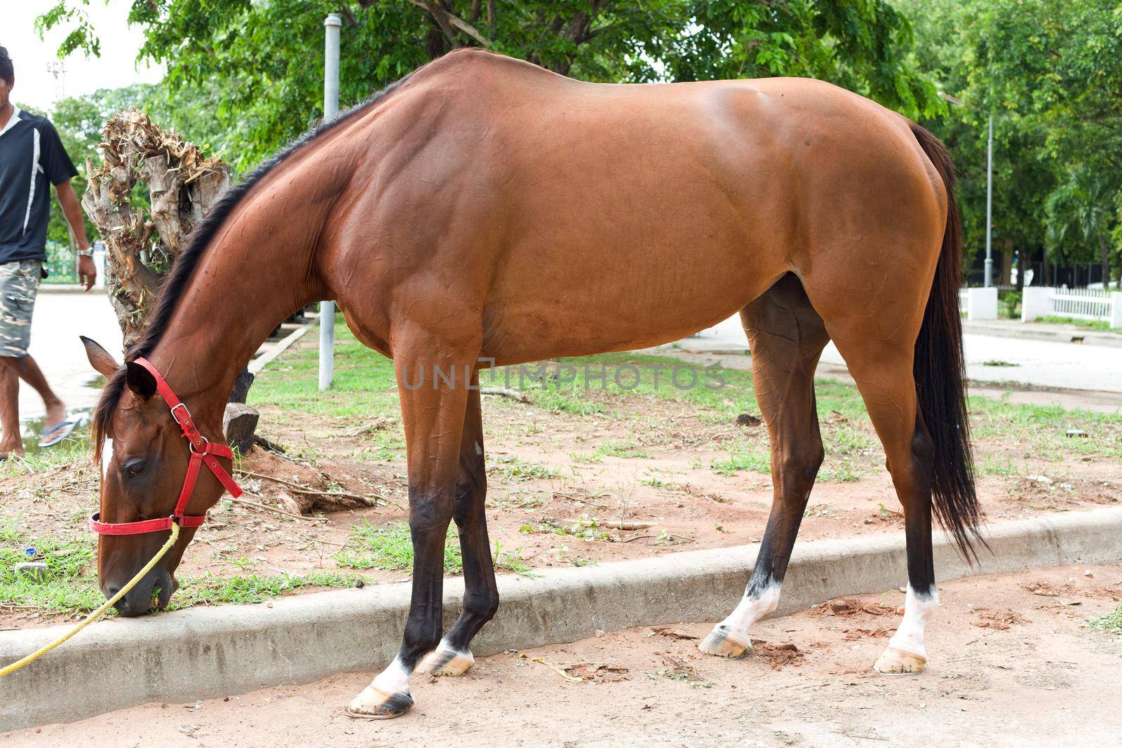 Nakhonratchasima, THAILAND - July 30, 2015 : Horse race eat grass for gather energy.