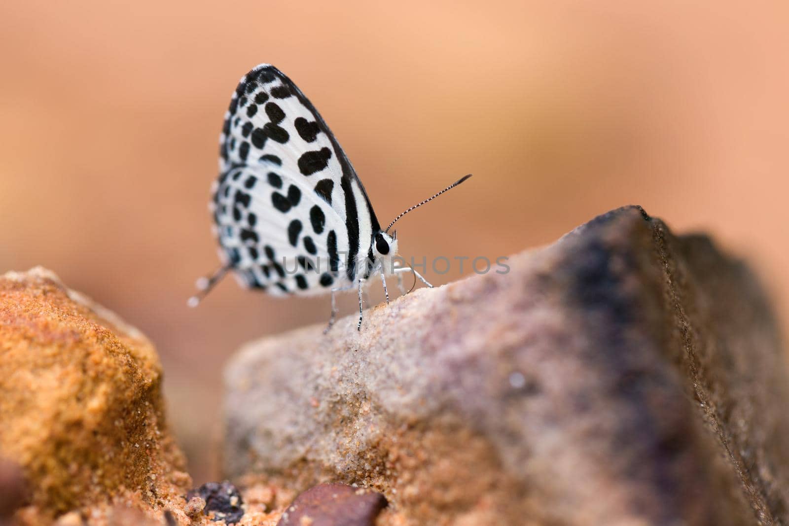 Butterfly common quaker eaten mineral on sand.