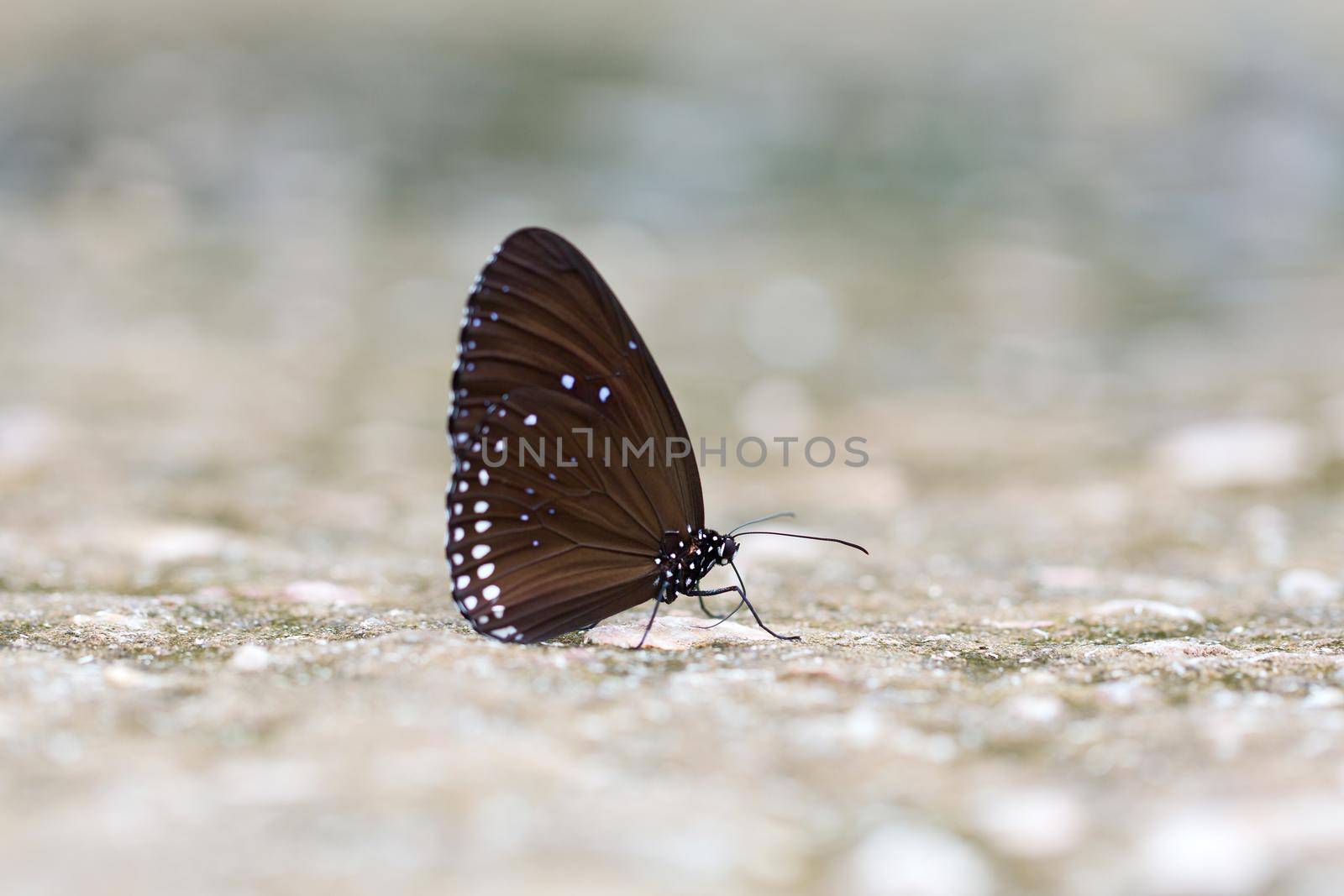 Butterfly : Common Crow in natural park. by jayzynism