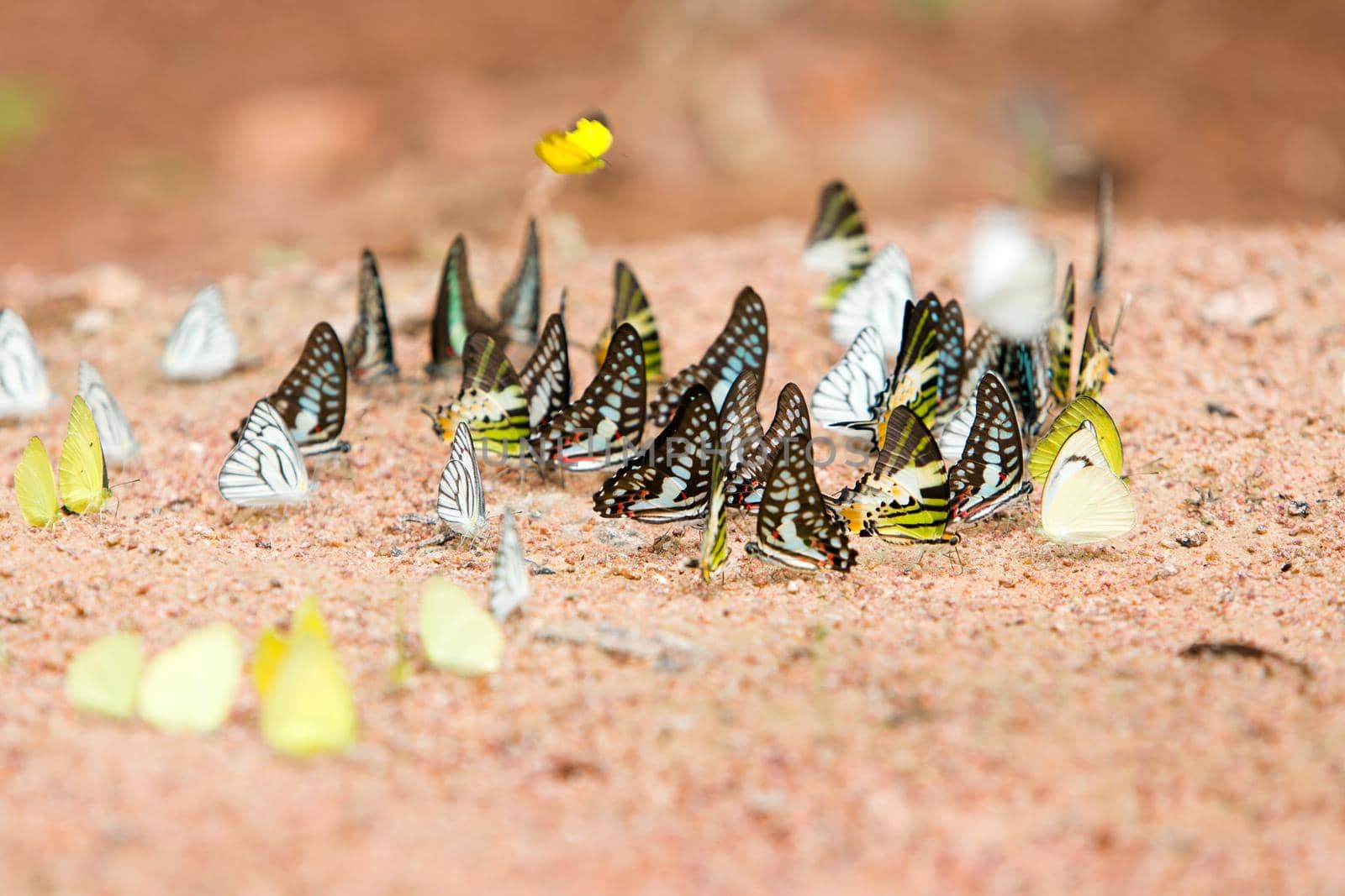 Group of butterflies common jay eaten mineral on sand. by jayzynism