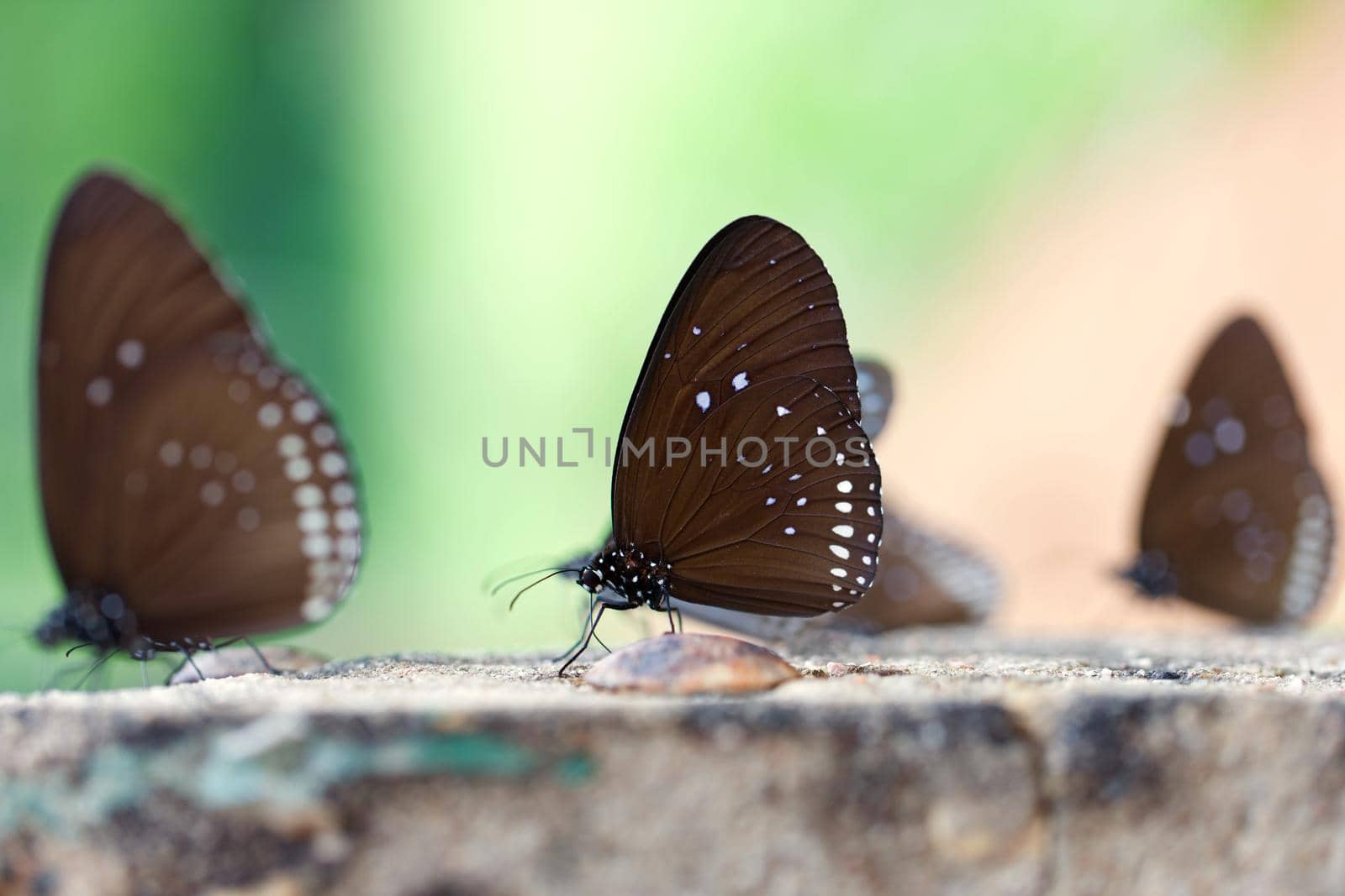 The Butterflies "Common Crown" eaten mineral on stone. by jayzynism