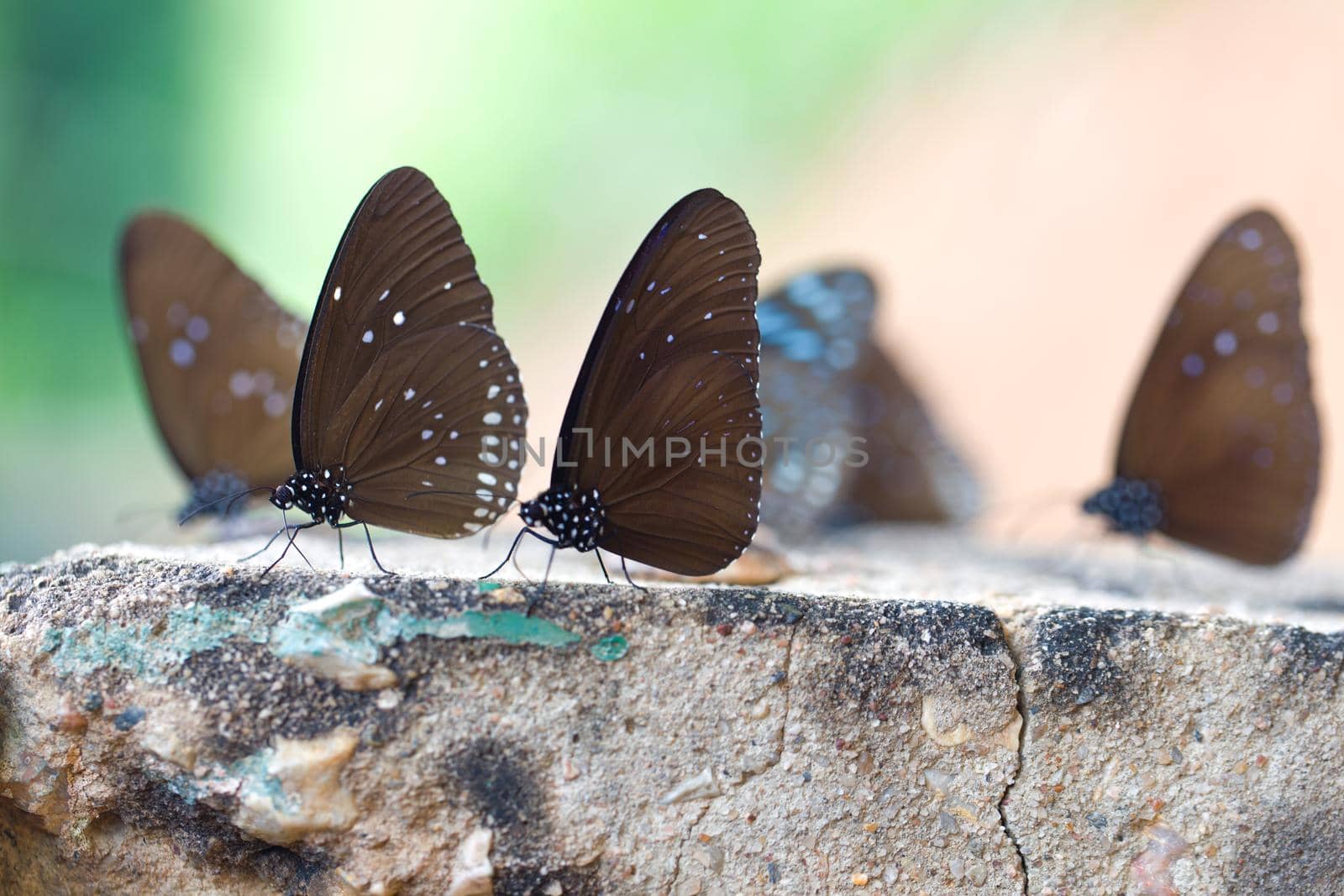 The Butterflies "Common Crown" eaten mineral on stone. by jayzynism