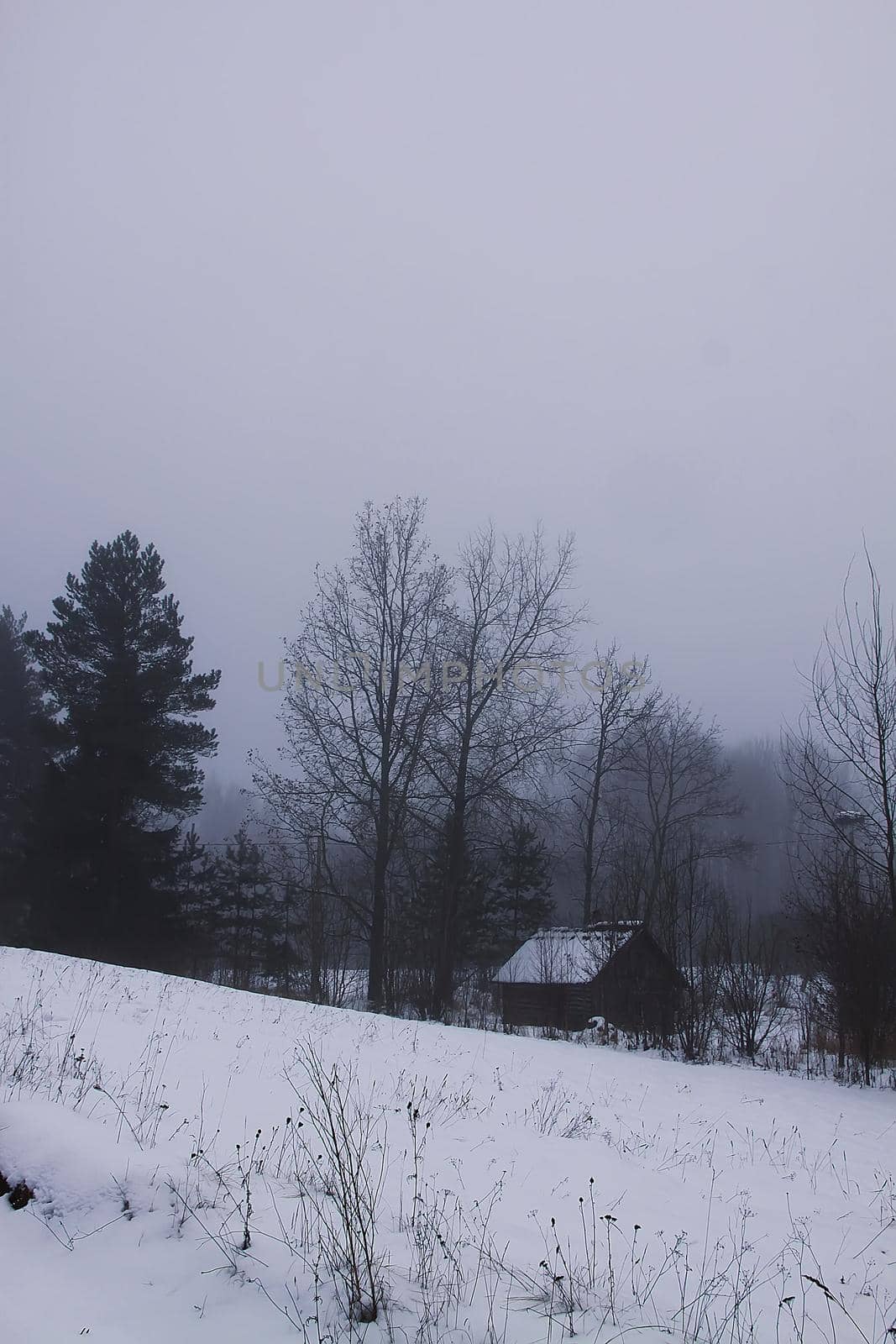 Beautiful winter landscape with trees in snow in countryside