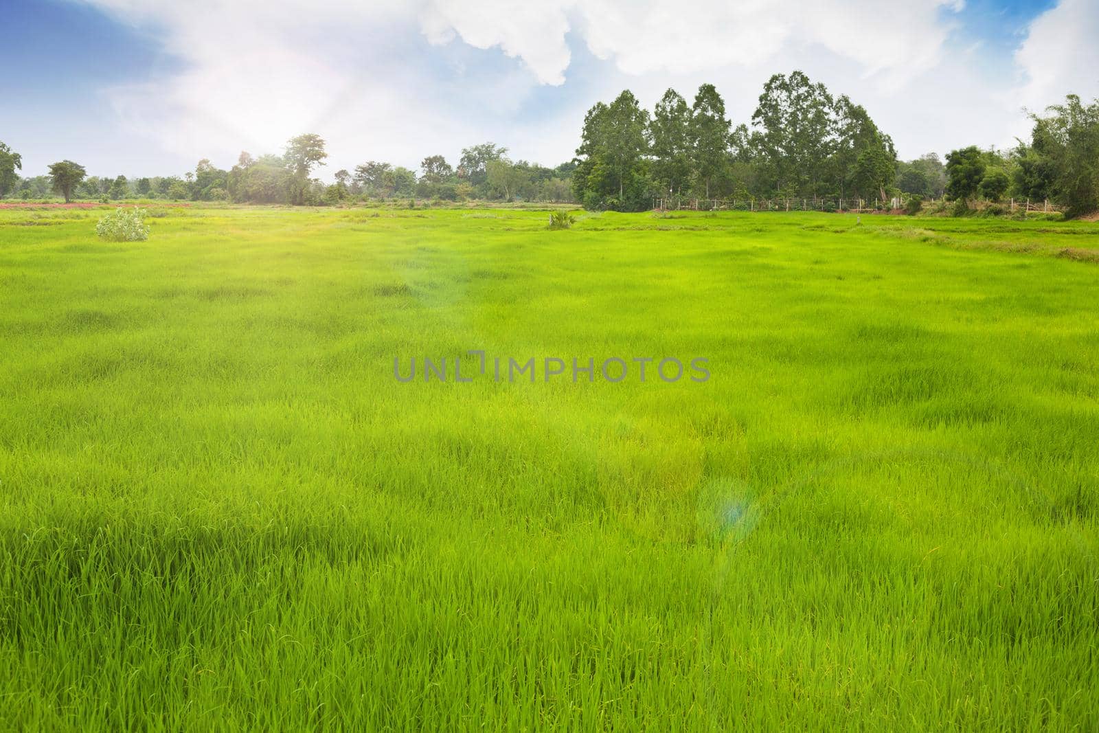 Grassland for the farmer working in the rice field. by jayzynism