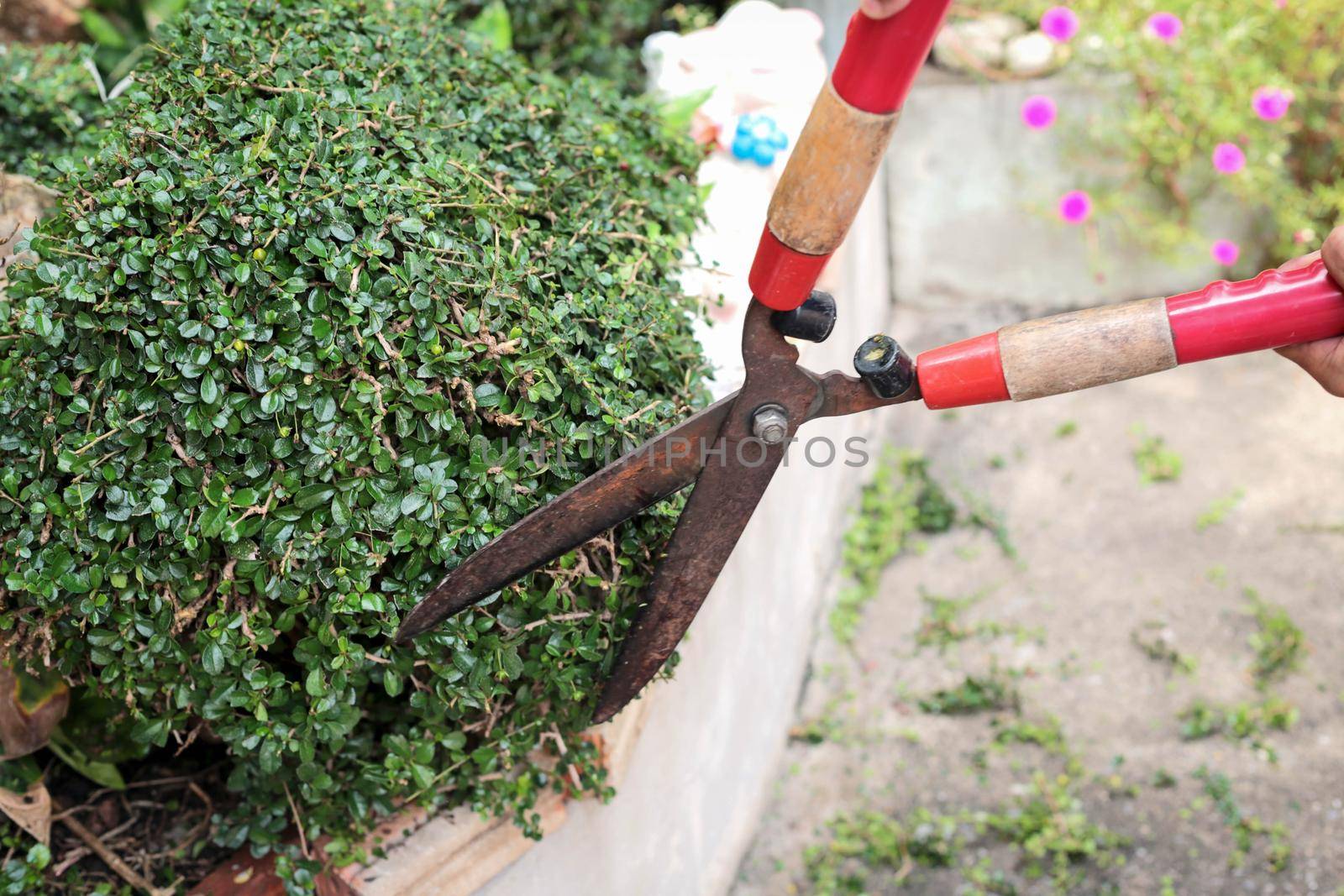 Gardener hands trimming plant in the garden.