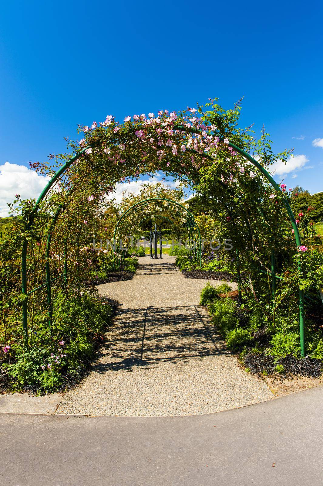 Beautiful red roses creating arch over the path in a garden