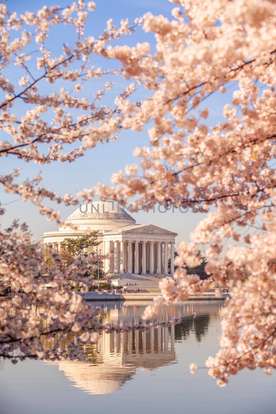 Cherry Blossom Festival in Washington, D.C. in USA by f11photo