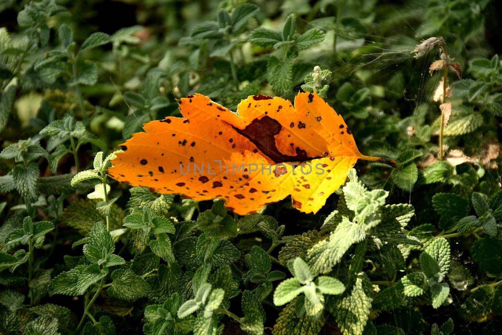 autumnal colored leaf on catnip herbs