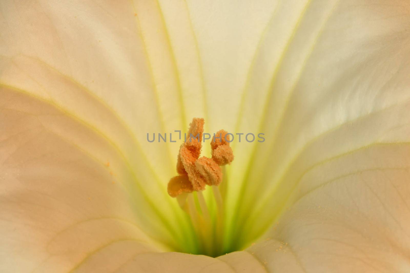 thorn apple with white flower, macro by Jochen