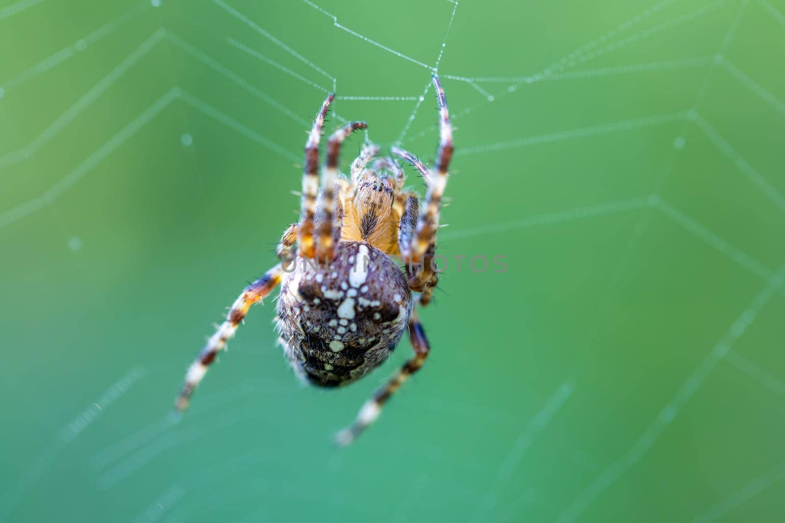 common cross spider sitting grass by artush
