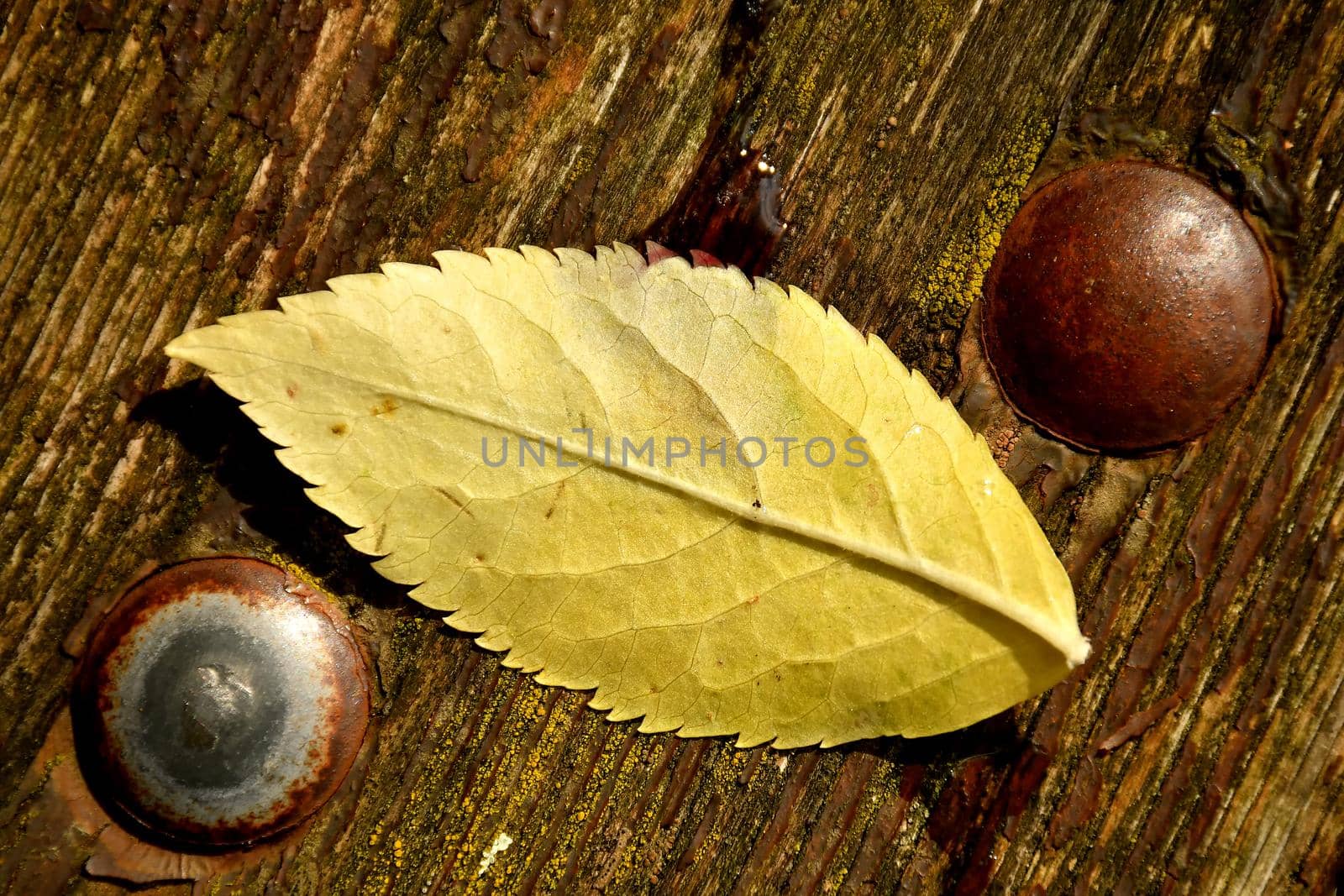 autumnal colored leaf on a plank with screws
