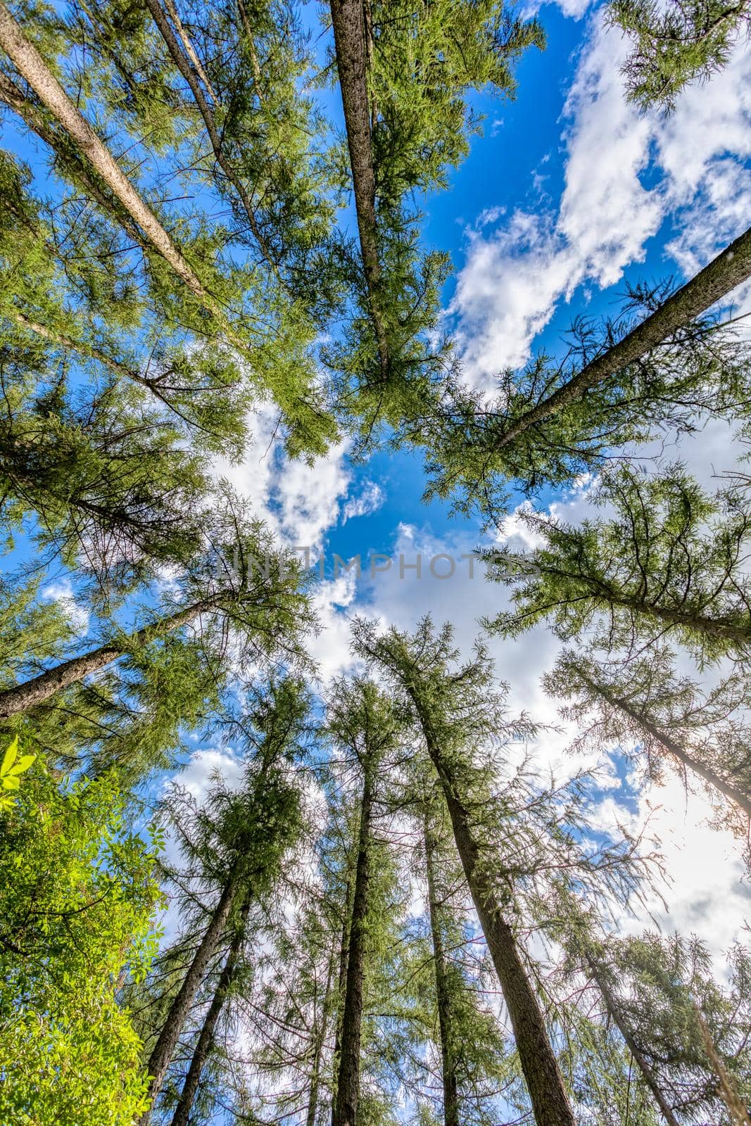 Tall pine tree tops against blue sky and white clouds by artush