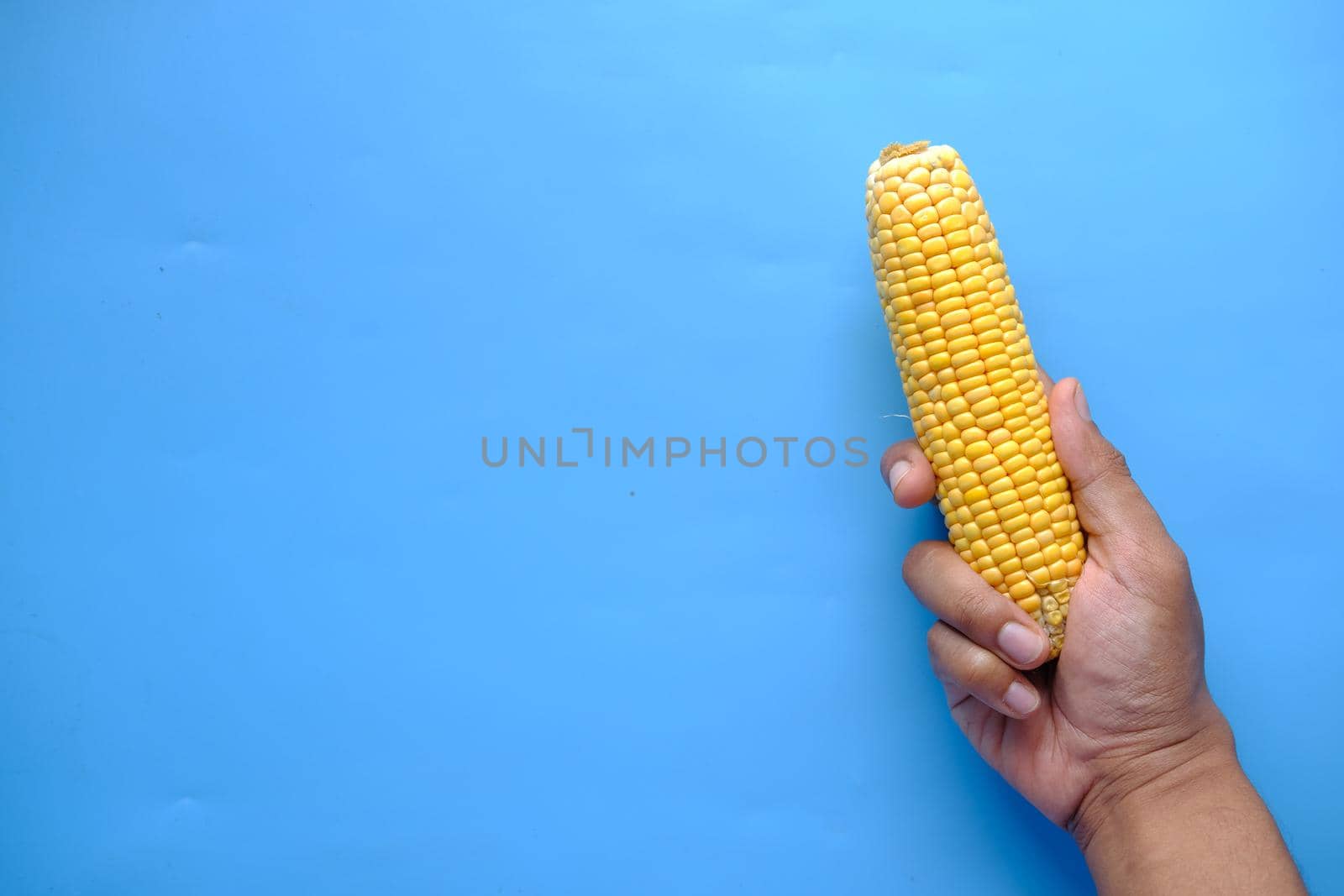 hand hold a Sweet corns on blue background ,