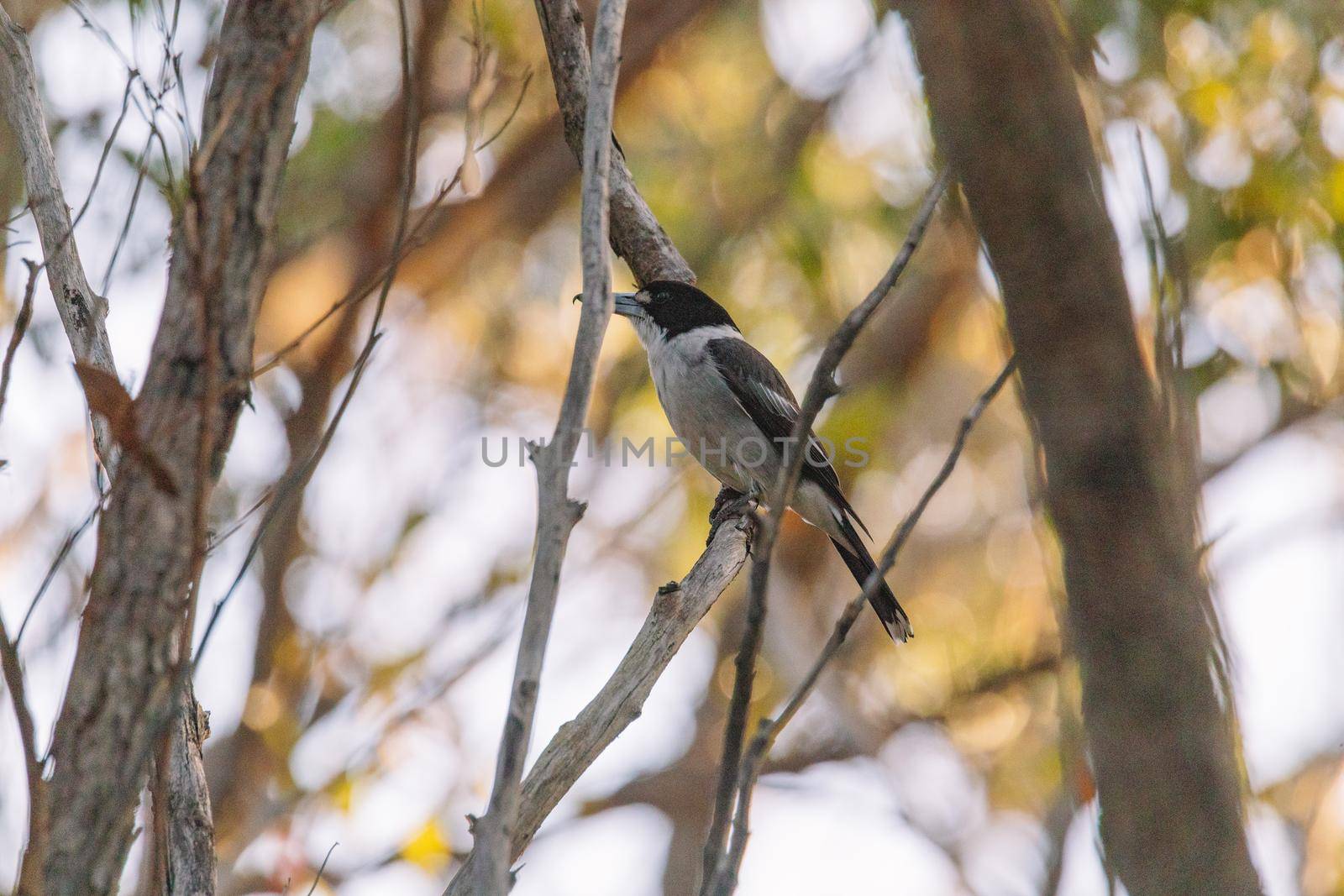 Australian Grey Butcherbird resting on branch by braydenstanfordphoto