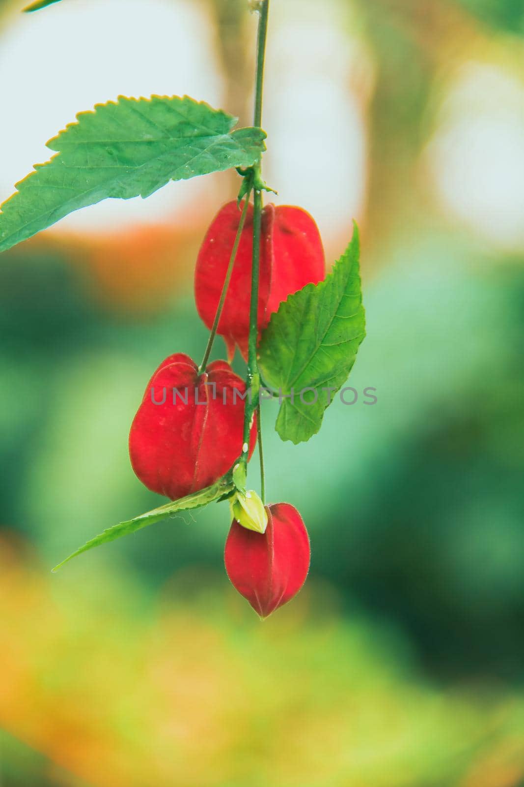 Trailing Abutilon The flowers are orange-yellow and have a red base. Is an ornamental plant that is popular in the tropics