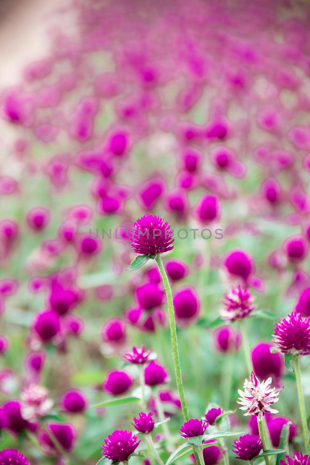 Globe amaranth, purple, beautiful in nature Is a flower that is easily grown